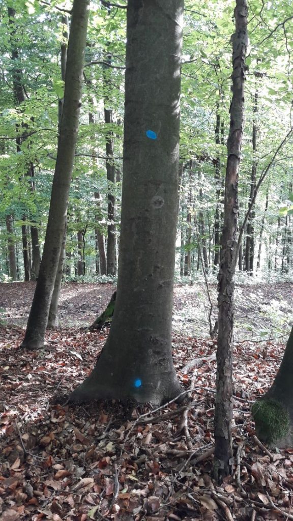 Strom určený na výrub - modré bodky