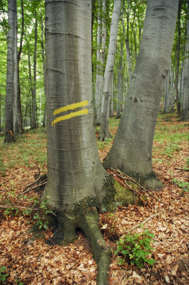 Žlté šikmé čiary - zvozná trasa ťaženého dreva